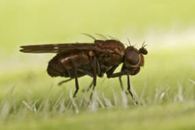 Scatella tenuicosta / Ohne deutschen Namen / Sumpffliegen - Ephydridae / Ordnung: Zweiflgler - Diptera / Fliegen - Brachycera