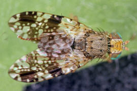 Tephritis crepidis / Pippau-Bohrfliege / Bohrfliegen - Tephritidae / Ordnung: Diptera - Zweiflgler / Unterordnung: Fliegen - Brachycera (Cyclorrhapha)