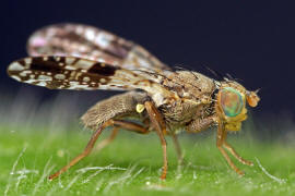 Tephritis crepidis / Pippau-Bohrfliege / Bohrfliegen - Tephritidae / Ordnung: Diptera - Zweiflgler / Unterordnung: Fliegen - Brachycera (Cyclorrhapha)