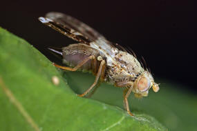 Tephritis formosa / Bohrfliegen - Tephritidae / Ordnung: Diptera - Zweiflgler
