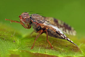 Tephritis neesii / Margariten-Bohrfliege / Bohrfliegen - Tephritidae / Ordnung: Diptera - Zweiflgler