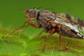 Tephritis neesii / Margariten-Bohrfliege / Bohrfliegen - Tephritidae / Ordnung: Diptera - Zweiflgler