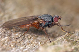 Tephrochlamys rufiventris / Ohne deutschen Namen / Sonnenfliegen - Heleomyzidae / Ordnung: Zweiflgler - Diptera / Fliegen - Brachycera
