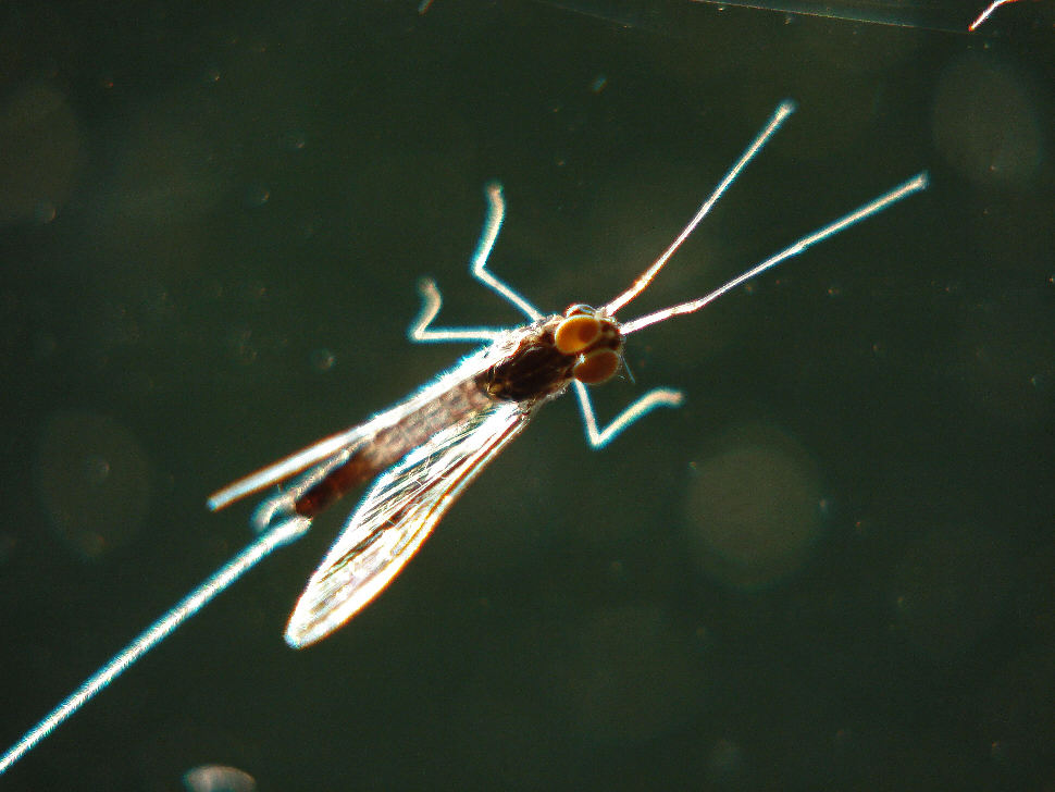 Ephemeroptera - Männchen
