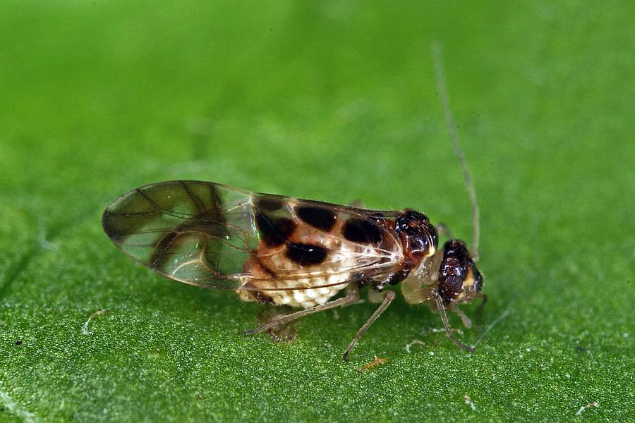 Graphopsocus cruciatus / Ohne deutschen Namen / Stenopsocidae / Ordnung: Staubläuse - Psocoptera