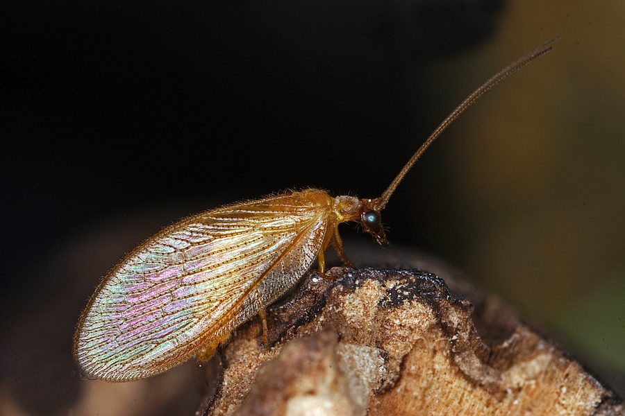 Hemerobius nitidulus / Ohne deutschen Namen / Taghafte - Hemerobiidae / Ordnung: Netzflügler - Neuroptera