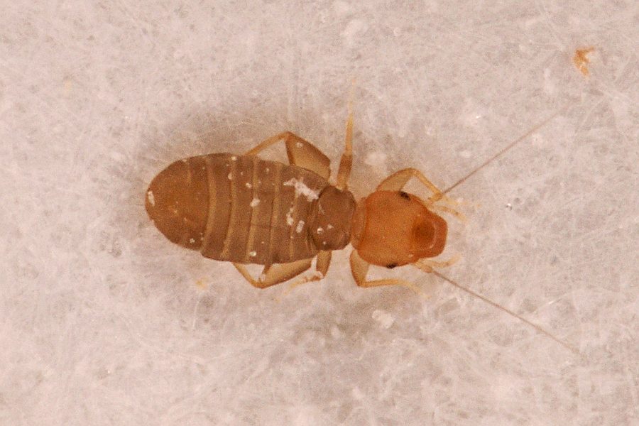Liposcelis bostrychophila ("Bücherlaus") / Liposcelididae / Ordnung: Staubläuse - Psocoptera
