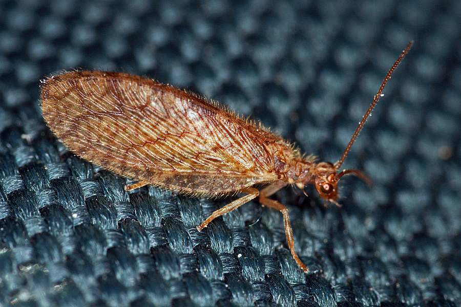 Micromus paganus / Brauner Taghaft / Taghafte - Hemerobiidae / Ordnung: Netzflügler - Neuroptera