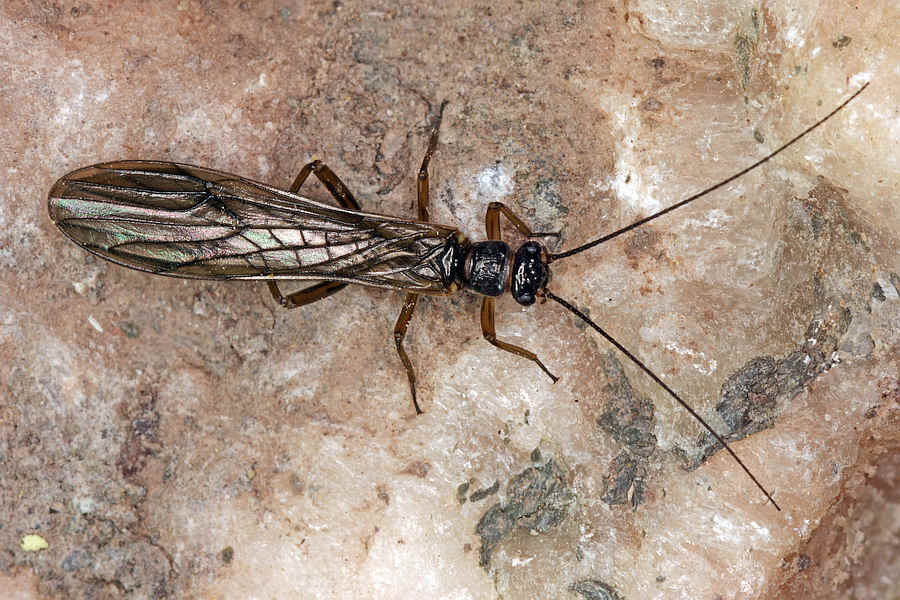 Nemouridae / Steinfliegen - Plecoptera
