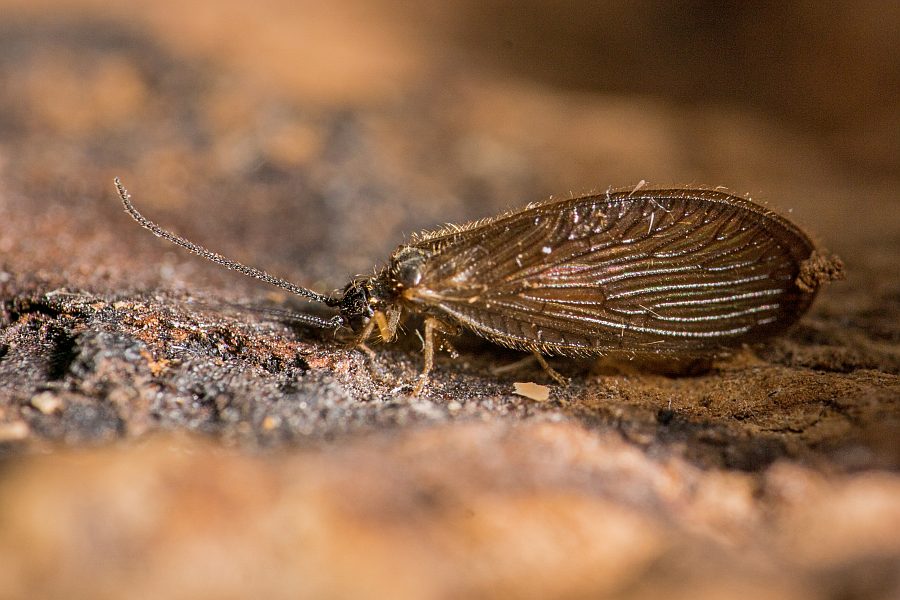 Sisyra nigra (Retzius, 1783) / Schwammhafte - Sisyridae / Ordnung: Netzflügler - Neuroptera