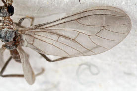 Conwentzia pineticola / Nadelbaum-Staubhaft / Staubhafte - Coniopterygidae / Ordnung: Netzflgler - Neuroptera