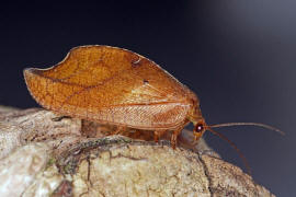 Drepanepteryx phalaenoides / Totes Blatt / "Blattlauslöwe" / Taghafte - Hemerobiidae / Ordnung: Netzflügler - Neuroptera