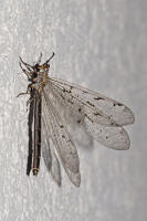 Euroleon nostras / Geflecktflgelige Ameisenjungfer / Ameisenjungfern - Myrmeleontidae / Ordnung: Netzflgler - Neuroptera