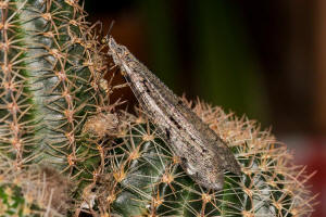 Euroleon nostras / Geflecktflgelige Ameisenjungfer / Ameisenjungfern - Myrmeleontidae / Ordnung: Netzflgler - Neuroptera