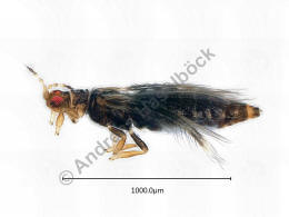 Hercinothrips femoralis / Ohne deutschen Namen / Thripidae - Panchaetothripinae / Ordnung: Fransenflügler - Thysanoptera