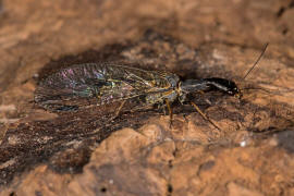 Phaeostigma notata / Gefleckte Kamelhalsfliege / Raphidiidae / berordnung: Netzflgler - Neuroptera