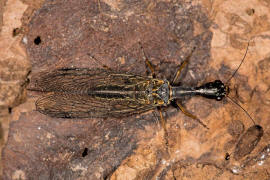 Phaeostigma notata / Gefleckte Kamelhalsfliege / Raphidiidae / berordnung: Netzflgler - Neuroptera