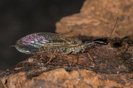 Phaeostigma notata / Gefleckte Kamelhalsfliege / Raphidiidae / berordnung: Netzflgler - Neuroptera