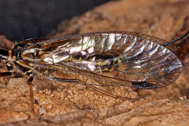Phaeostigma notata / Gefleckte Kamelhalsfliege (Flügel) / Raphidiidae / Überordnung: Netzflügler - Neuroptera