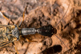 Phaeostigma notata / Gefleckte Kamelhalsfliege / Raphidiidae / berordnung: Netzflgler - Neuroptera