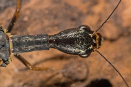 Phaeostigma notata / Gefleckte Kamelhalsfliege / Raphidiidae / berordnung: Netzflgler - Neuroptera