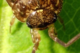 Philoscia affinis / Moosassel / Philosciidae / Ordnung: Isopoda - Asseln / Unterordnung: Oniscidea - Landasseln