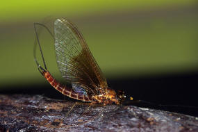 Rhitrogena semicolorata / Gefleckter Aderhaft / Aderhafte - Heptageniidae / Ordnung: Eintagsfliegen - Ephemeroptera