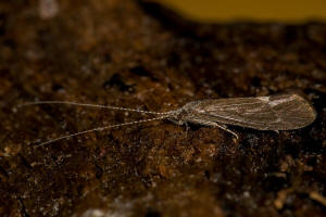 Athripsodes aterrimus (Stephens, 1836) / Leptoceridae / Ordnung: Kcherfliegen - Trichoptera
