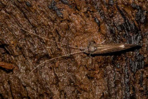Athripsodes aterrimus (Stephens, 1836) / Leptoceridae / Ordnung: Kcherfliegen - Trichoptera