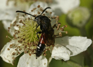 Sapyga quinquepunctata / Keulenwespe / Keulenwespen - Sapygidae / Ordnung: Hautflügler - Hymenoptera