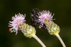 Scolia hirta / Borstige Dolchwespe / Dolchwespen - Scoliidae / Ordnung: Hautflgler - Hymenoptera