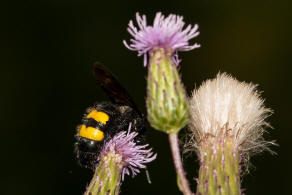 Scolia hirta / Borstige Dolchwespe / Dolchwespen - Scoliidae / Ordnung: Hautflgler - Hymenoptera