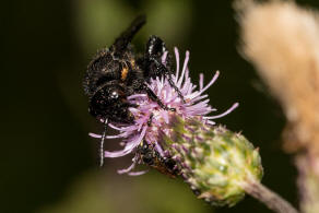 Scolia hirta / Borstige Dolchwespe / Dolchwespen - Scoliidae / Ordnung: Hautflgler - Hymenoptera