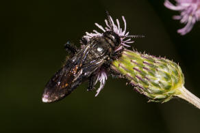 Scolia hirta / Borstige Dolchwespe / Dolchwespen - Scoliidae / Ordnung: Hautflgler - Hymenoptera