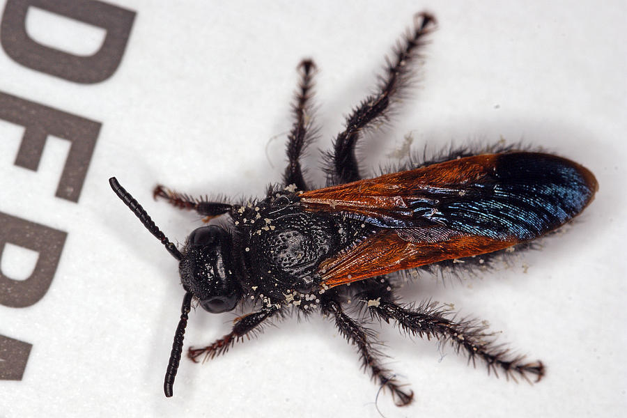 Scolia sexmaculata / Sechsfleckige Dolchwespe / Dolchwespen - Scoliidae / Ordnung: Hautflügler - Hymenoptera