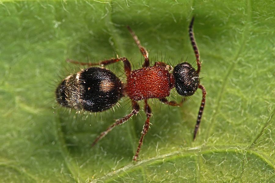 Smicromyrme rufipes / Rotbeinige Spinnenameise / Ameisenwespen - Mutillidae / Ordnung: Hautflügler - Hymenoptera