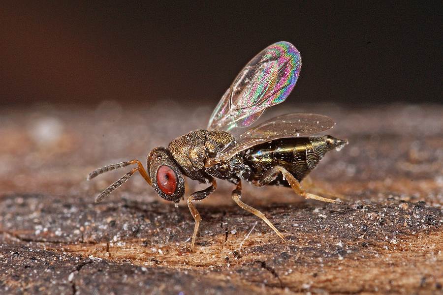 Anisopteromalus quinarius / Ohne deutschen Namen / Pteromalidae / Überfamilie: Erzwespen - Chalcidoidea