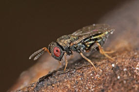 Anisopteromalus quinarius / Ohne deutschen Namen / Pteromalidae / Überfamilie: Erzwespen - Chalcidoidea