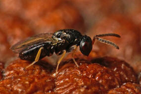 Cecidostiba semifascia / Pteromalidae - Pteromalinae / Überfamilie: Erzwespen - Chalcidoidea