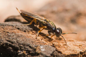 Eupelmus urozonus s.l. / Breitfssige Rosenerzwespe / Eupelmidae - Eupelminae / berfamilie: Erzwespen - Chalcidoidea