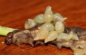 Euplectrus bicolor (Swederus, 1795) / Eulophidae (Erzwespen - Chalcidoidea) / Larven (L5) an Raupe von Xestia c-nigrum