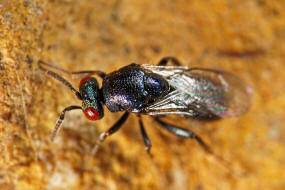 Ormyrus nitidulus / Männchen / Ormyridae / Überfamilie: Erzwespen - Chalcidoidea