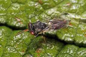 Pteromalus bedeguaris / Gemeine Rosenerzwespe / Pteromalidae / berfamilie: Erzwespen - Chalcidoidea
