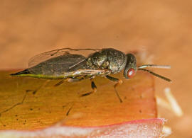 Pteromalus cardui (Erdös, 1953) / Pteromalidae / Überfamilie: Erzwespen - Chalcidoidea
