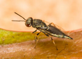 Pteromalus cardui (Erdös, 1953) / Pteromalidae / Überfamilie: Erzwespen - Chalcidoidea