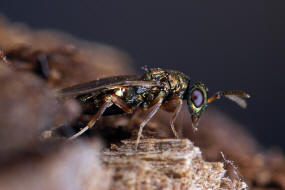 Trichomalus pexatus (Walker, 1835) / Pteromalidae (Erzwespen - Chalcidoidea)