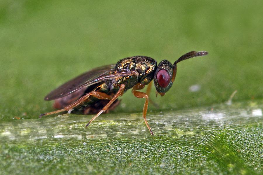 Trichomalus campestris / Ohne deutschen Namen / Pteromalidae (Erzwespen - Chalcidoidea)