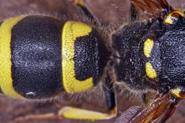 Ancistrocerus nigricornis / Lehmwespe / Vespidae - Echte Wespen / Unterfammilie: Eumeninae - Solitre Faltenwespen