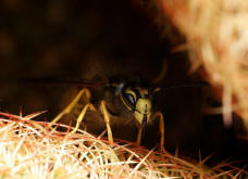 Vespula vulgaris / Gemeine Wespe (Männchen) / Vespidae - Faltenwespen - Vespinae - Echte Wespen