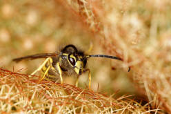 Vespula vulgaris / Gemeine Wespe (Männchen) / Vespidae - Faltenwespen - Vespinae - Echte Wespen